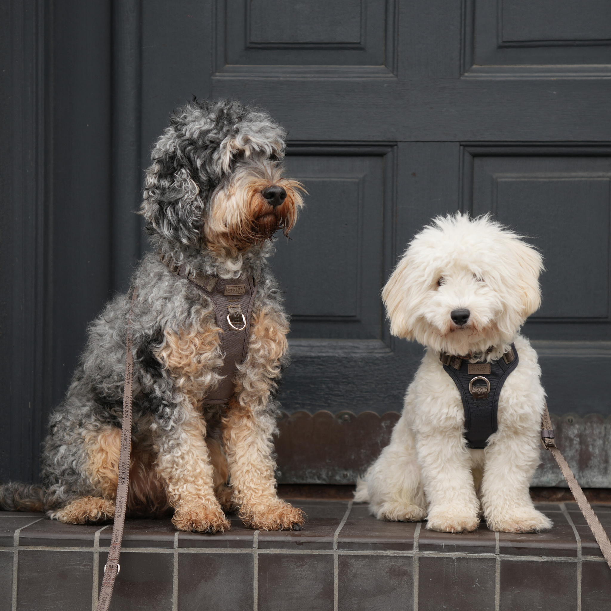A cockapoo and a small white dog on a doorstep wearing Elma harnesses