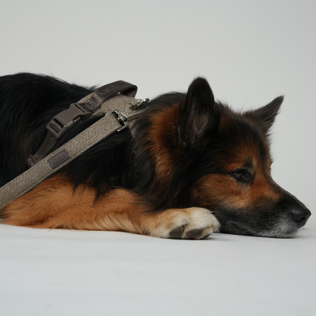 Correa para perro Elma | Moca