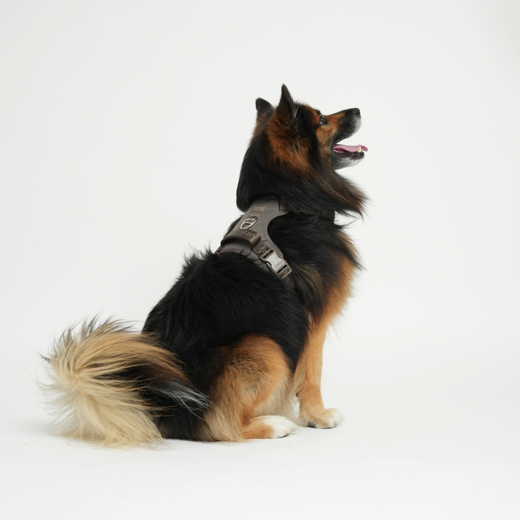 Arnés para perros activo Elma | topo