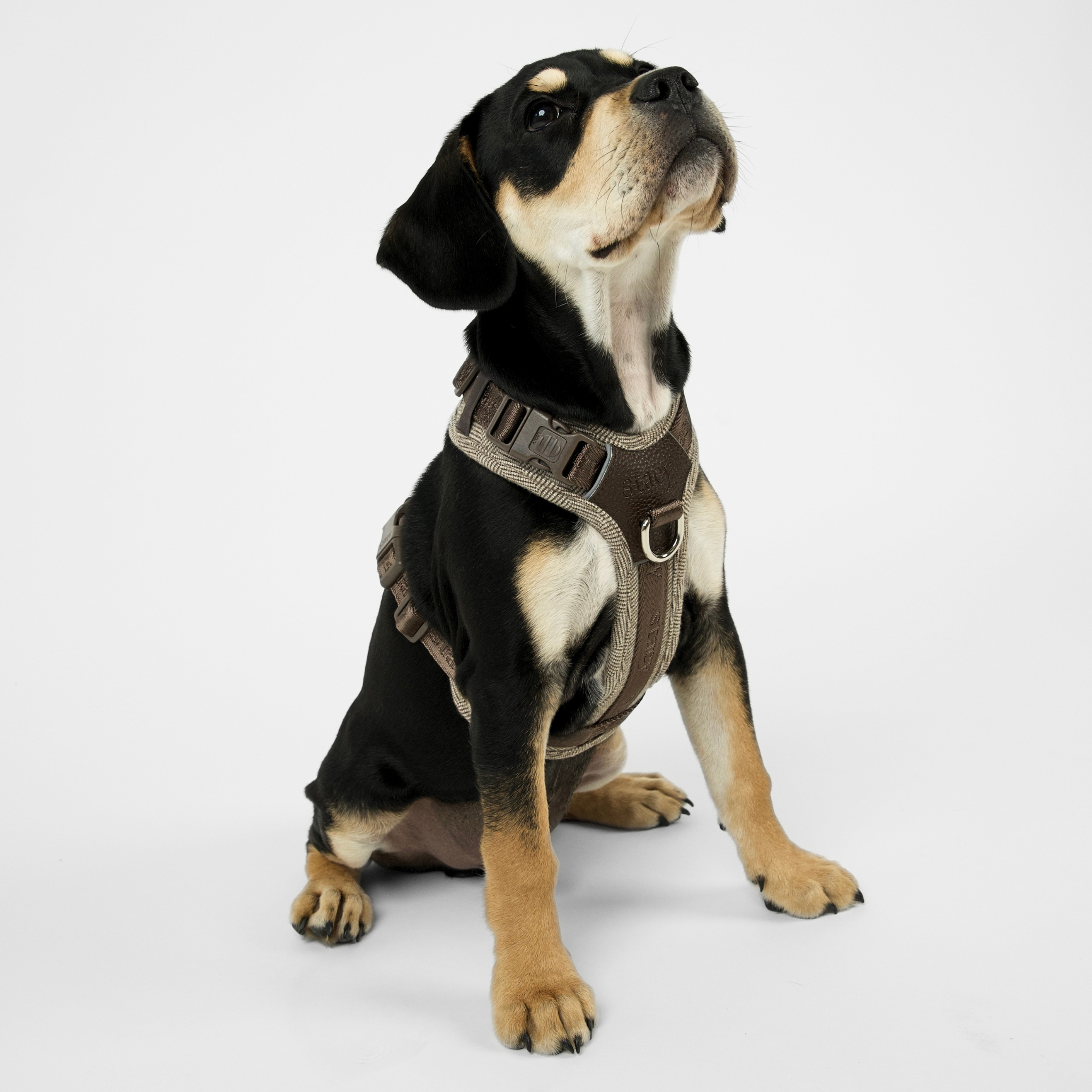 Numa Dog Harness | Mocca