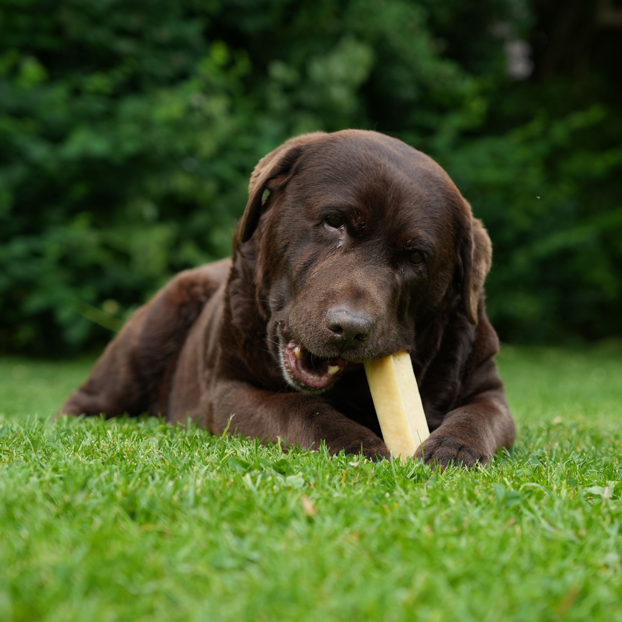 Huesos de Queso 100% Naturales