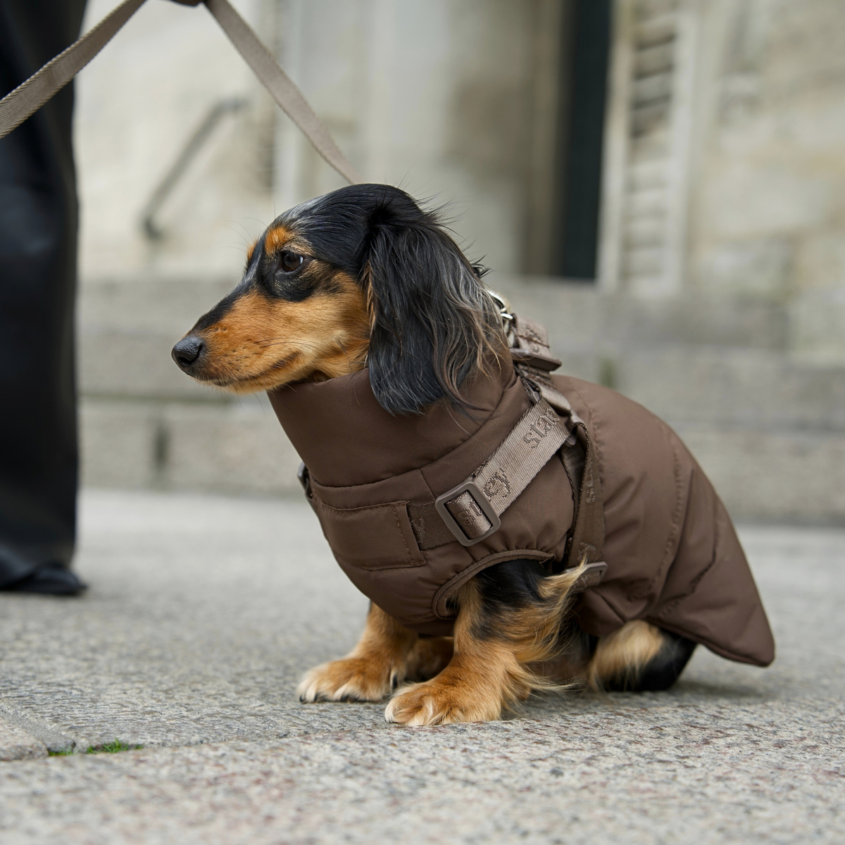 Vera Dog Coat w. Harness | Chestnut