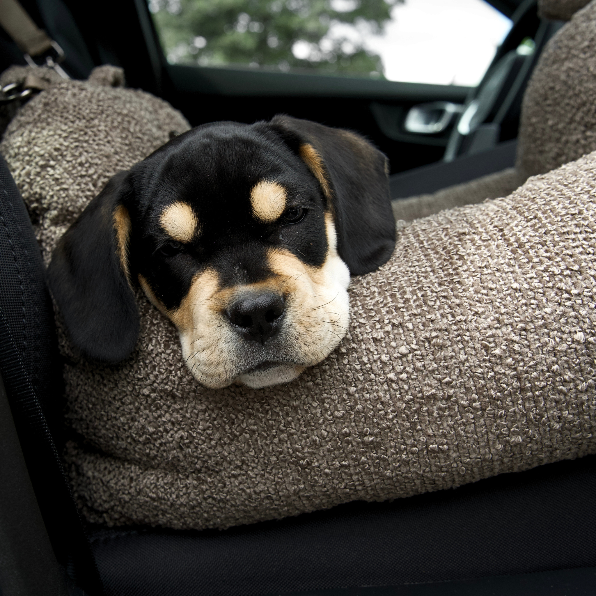 Silla de coche Tova 2 en 1 | Chestnut Bouclé