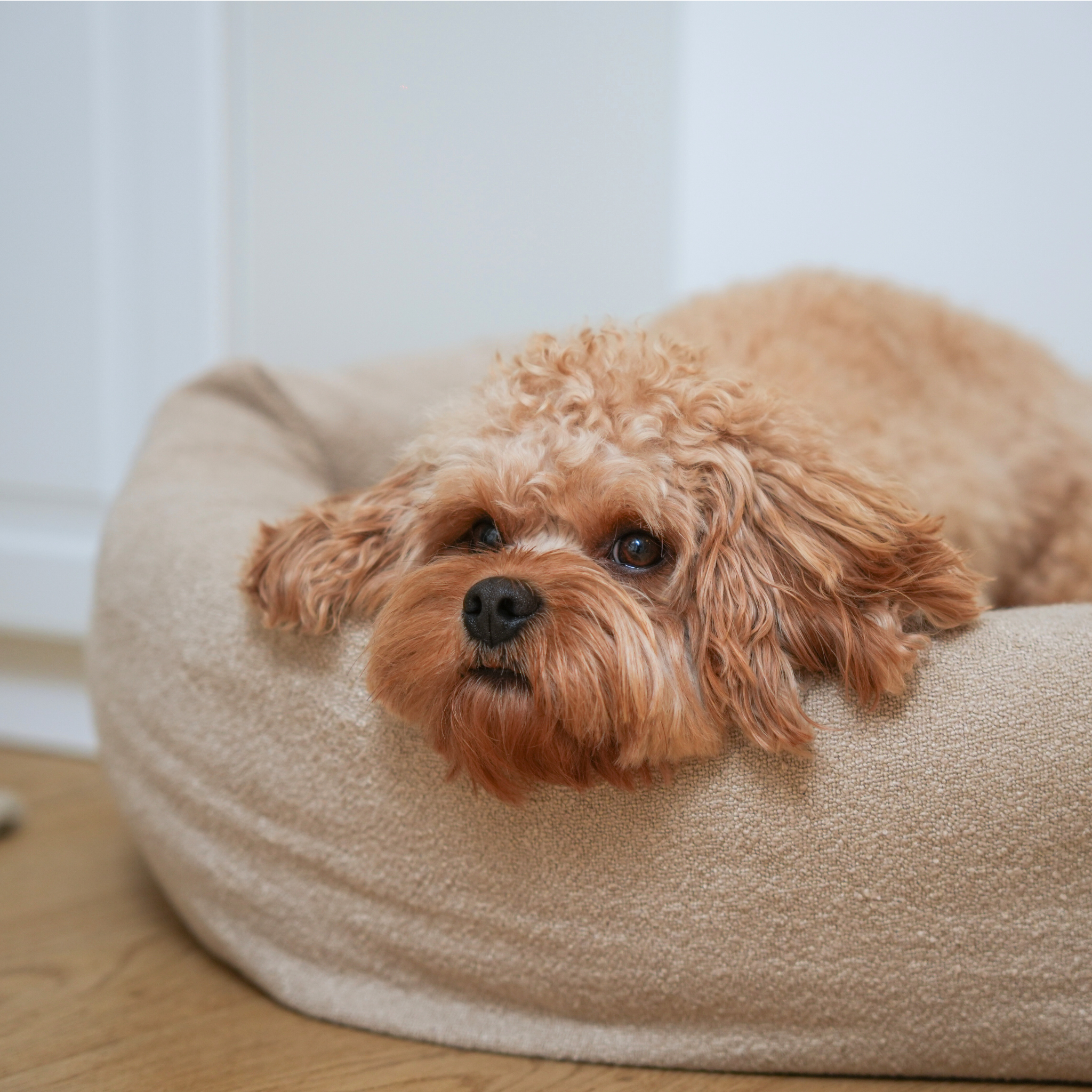 Cama para perros Luna 3.0 | Bouclé de avena