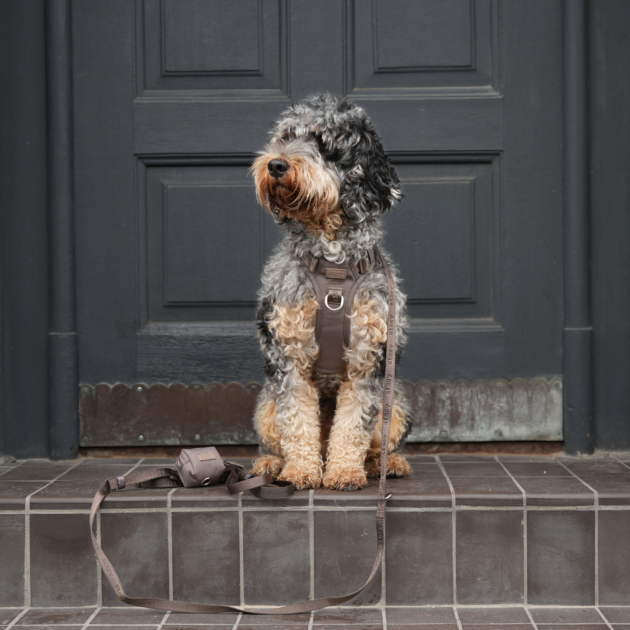 Arnés para perros activo Elma | topo