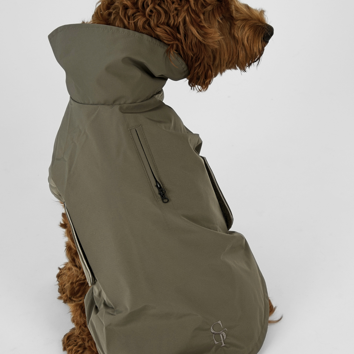 Cavapoo seen from behind in the moss green Taja rain coat