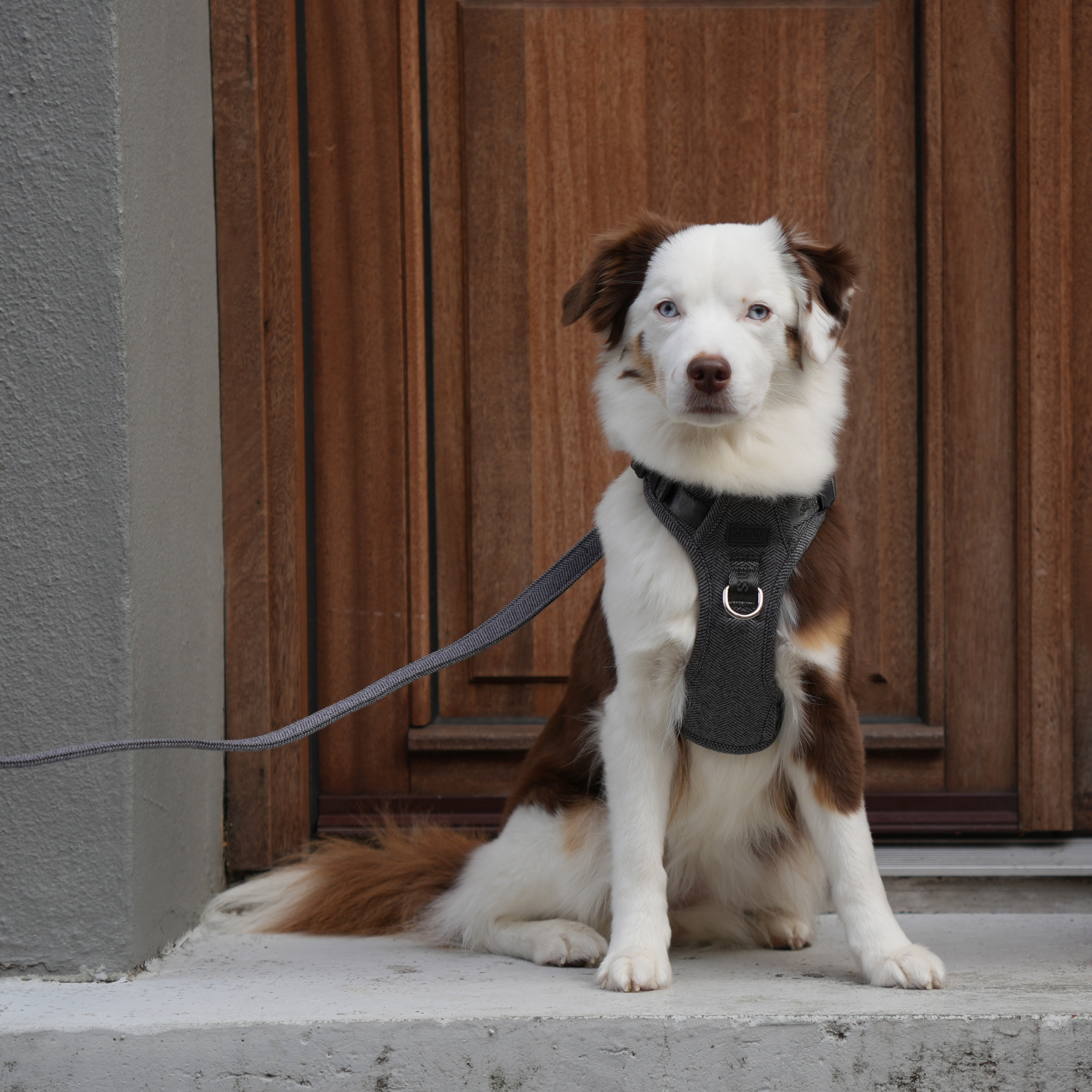 Elma Dog Harness | Dusty Blue