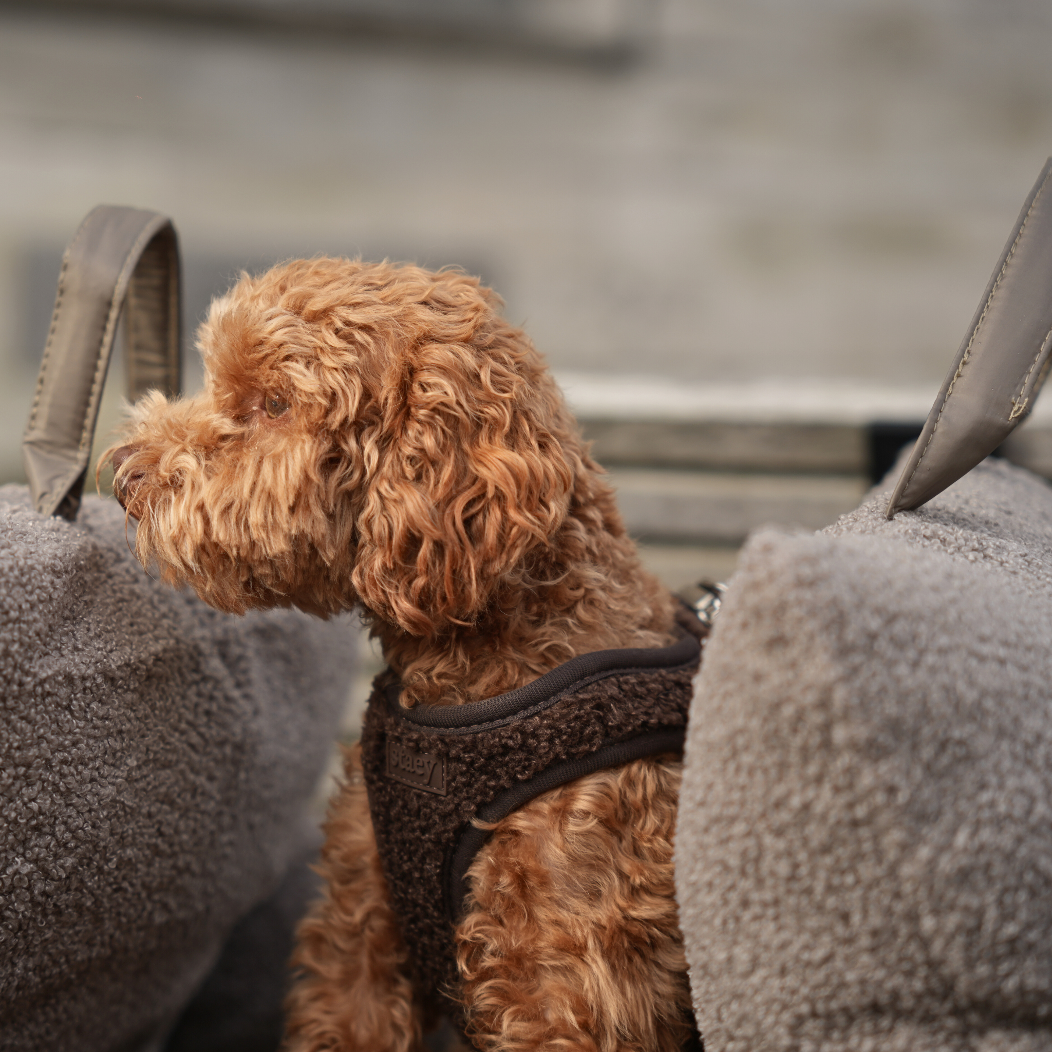 Teddy con arnés para perros | expreso