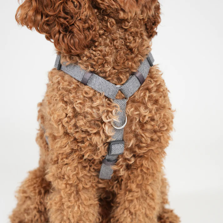 Tara H-Strap Dog Harness | Dusty Blue