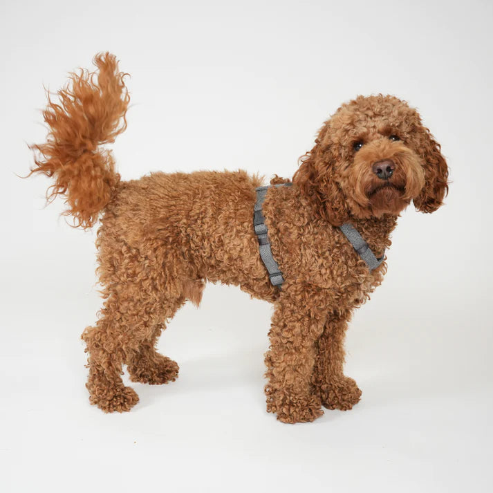 Tara H-Strap Dog Harness | Dusty Blue