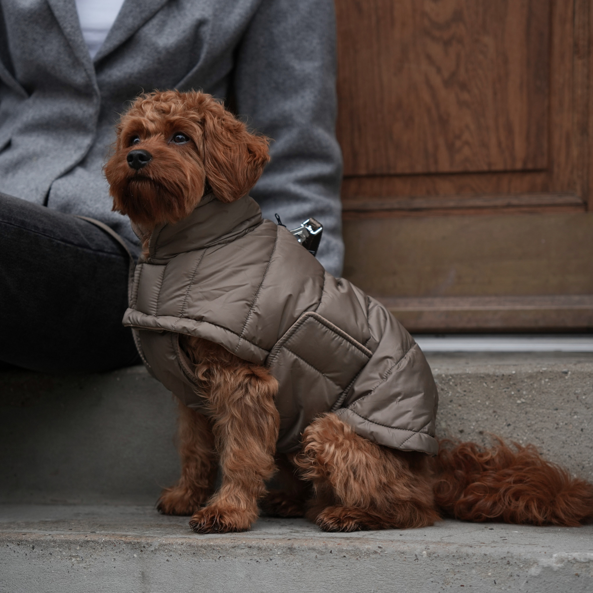 Cavapoo in the taupe Nora quilted coat sitting on a doorstep