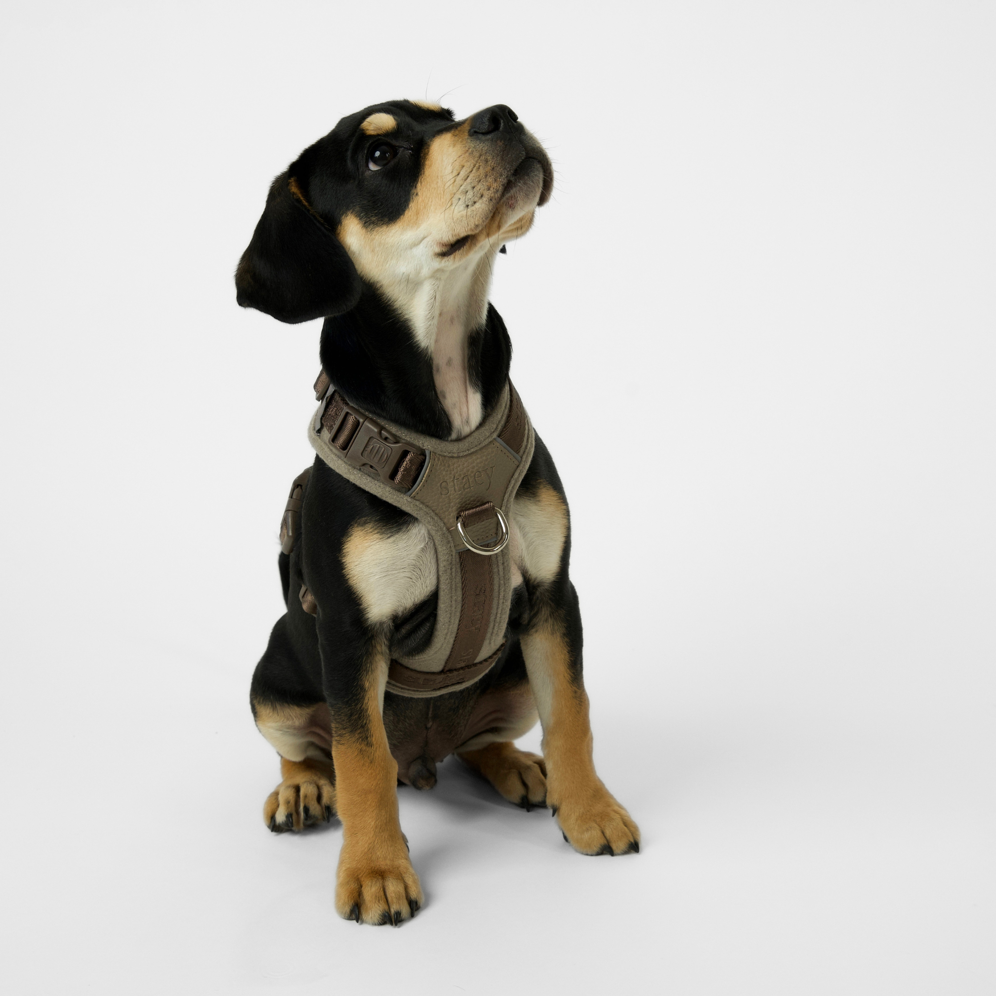 Numa Dog Harness | Sand