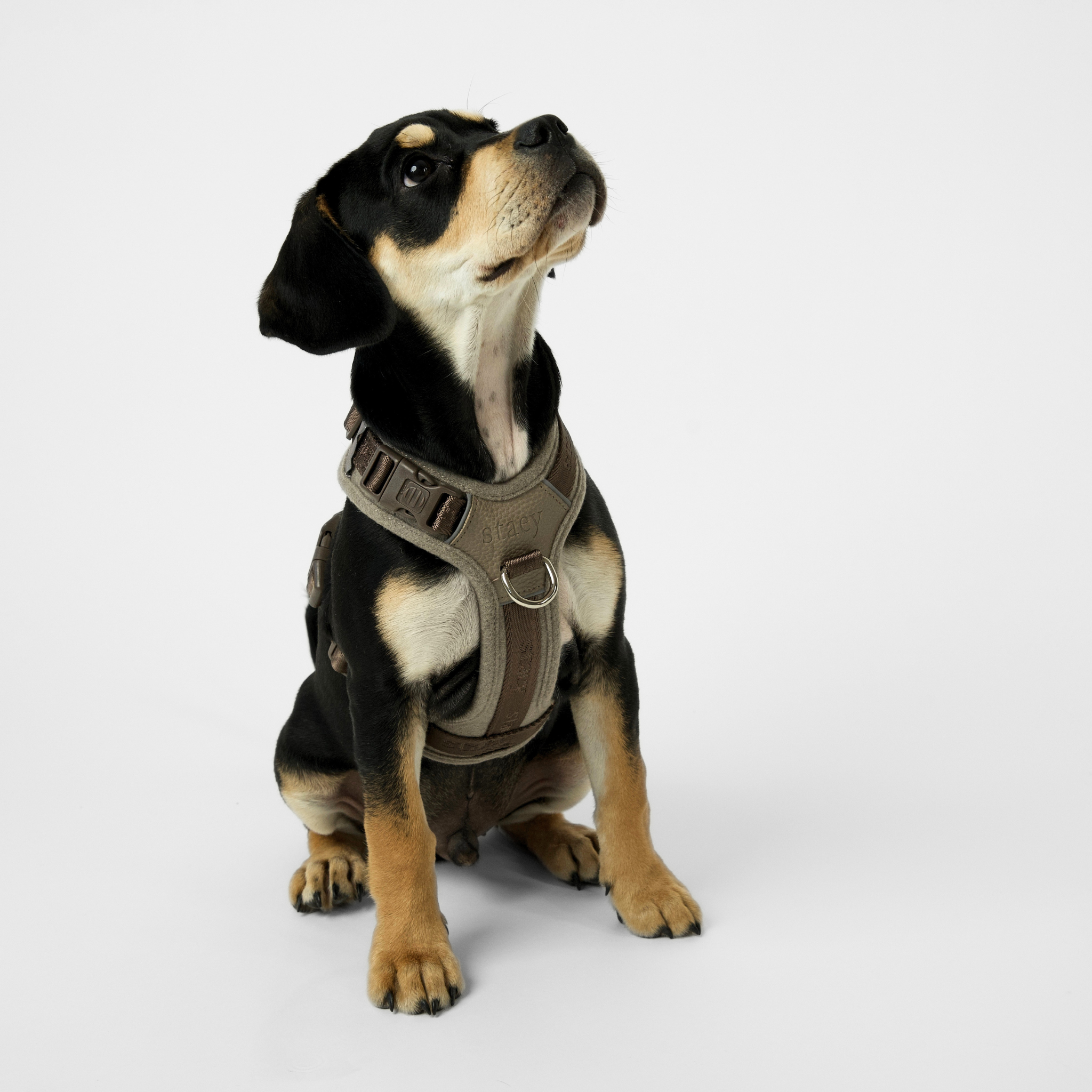 Numa Dog Harness | Sand