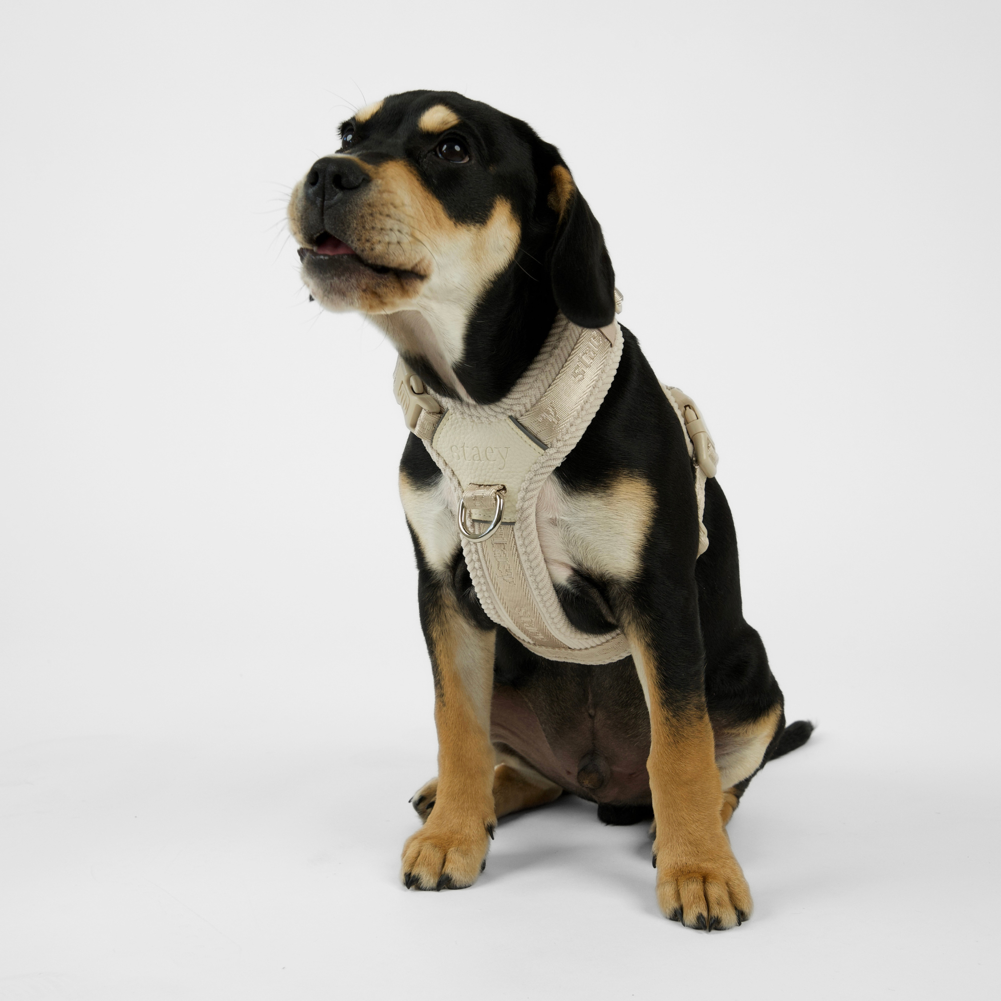 Numa Dog Harness | Oat