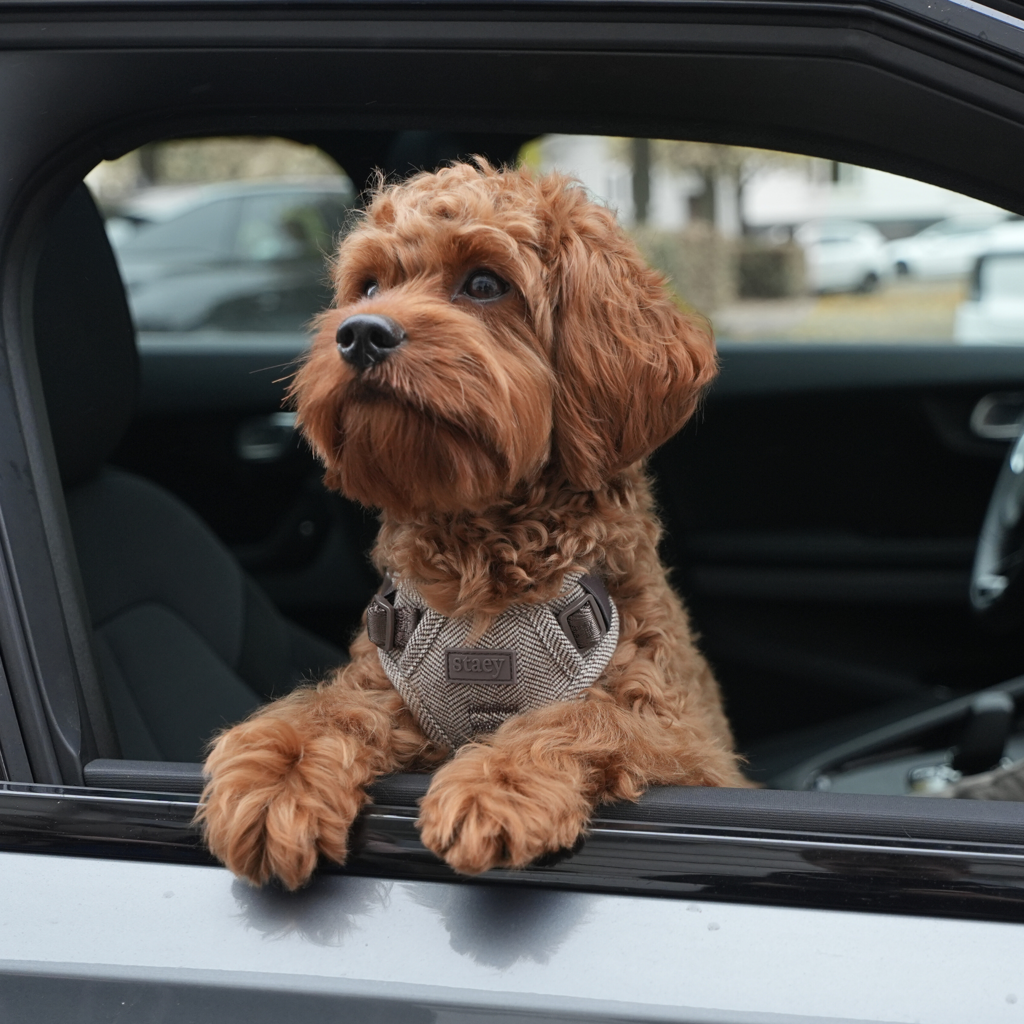 Arnés para perros Elma | Moca