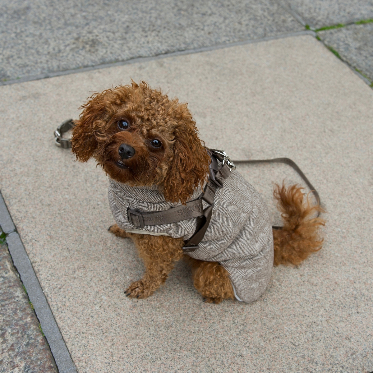 Vera Dog Coat w. Harness | Herringbone Mocca