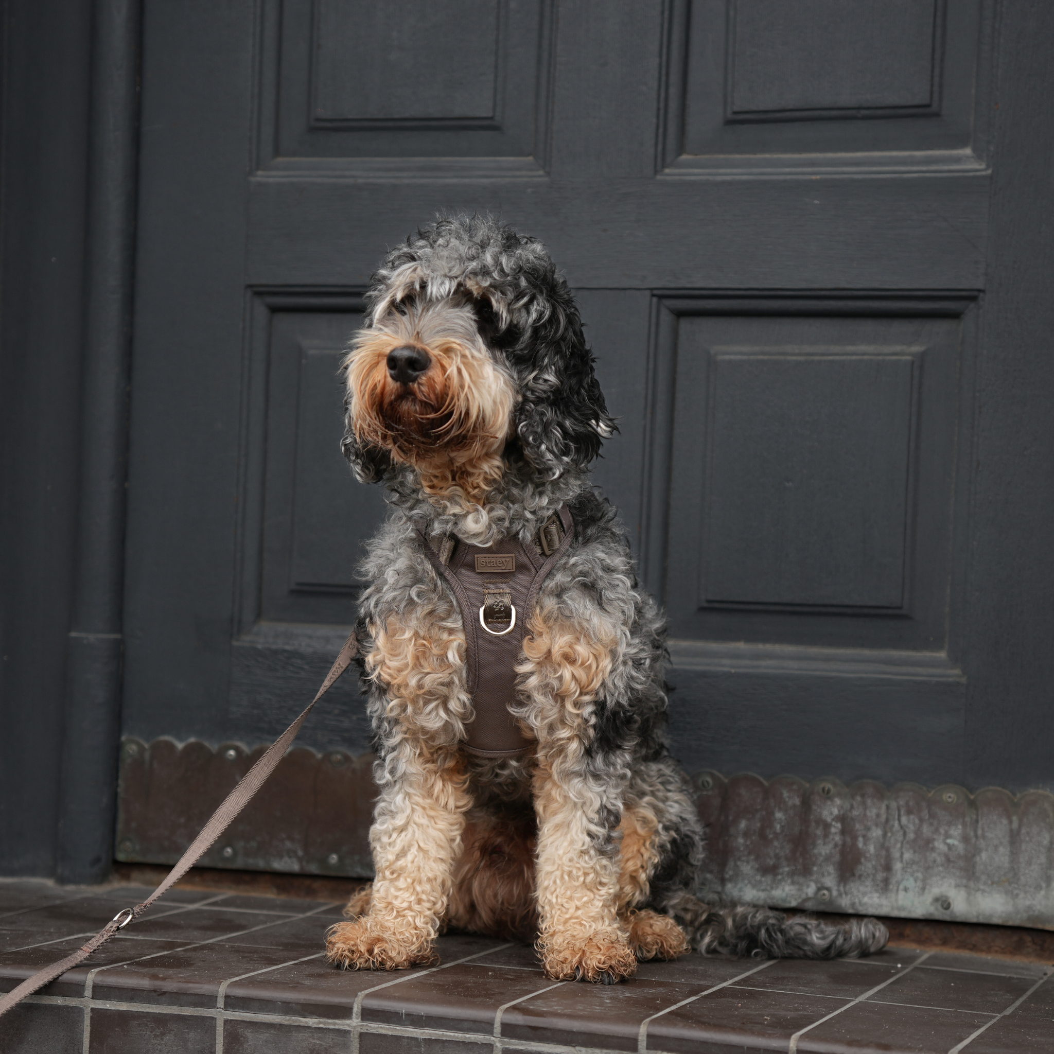 Arnés para perros activo Elma | topo