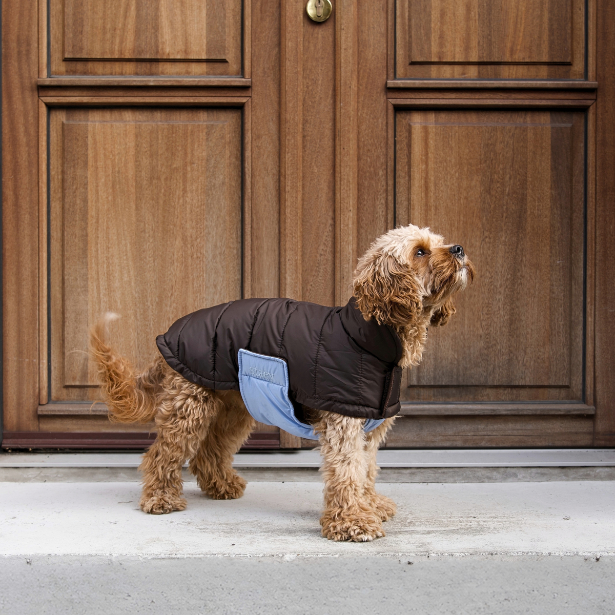 Nora Dog Coat | Espresso/Sky Blue