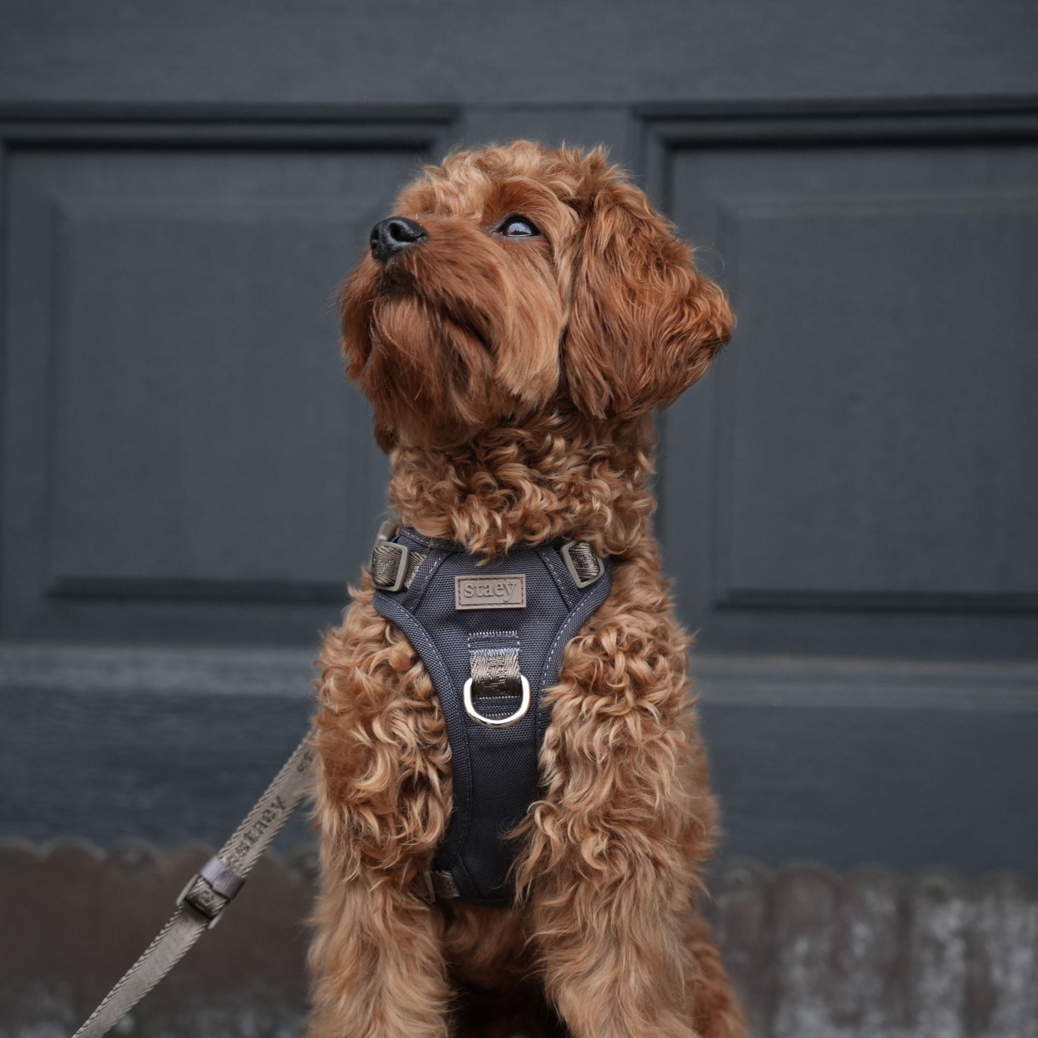 Arnés para perros activo Elma | tormenta