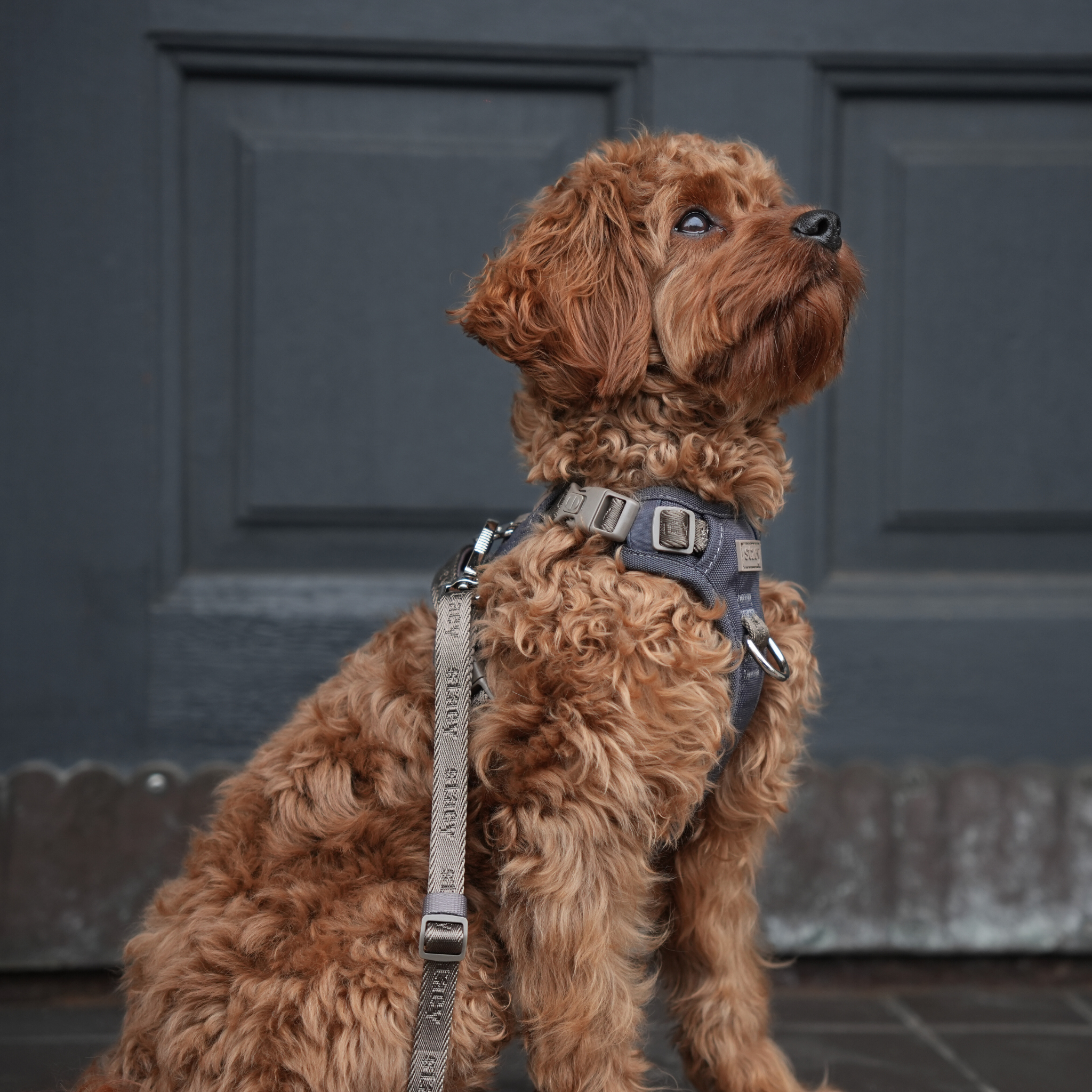 Arnés para perros activo Elma | tormenta