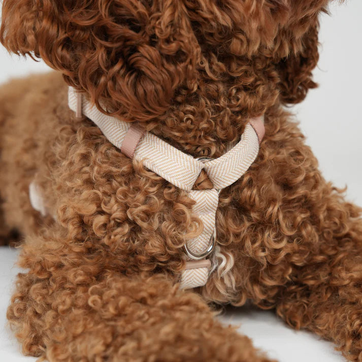 Tara H-Strap Dog Harness | Light Rose
