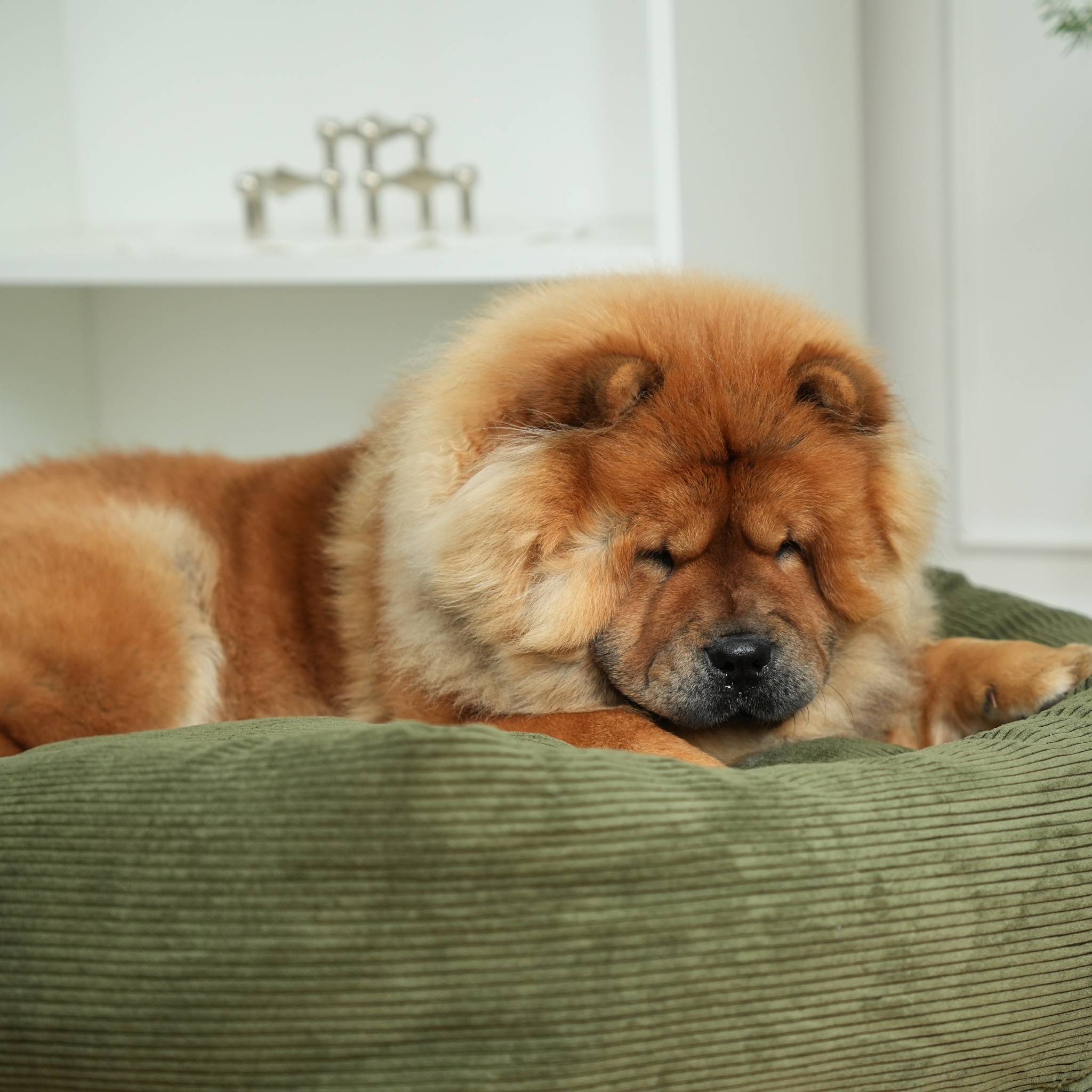 Cama para perros Luna 3.0 | Pana Verde Musgo