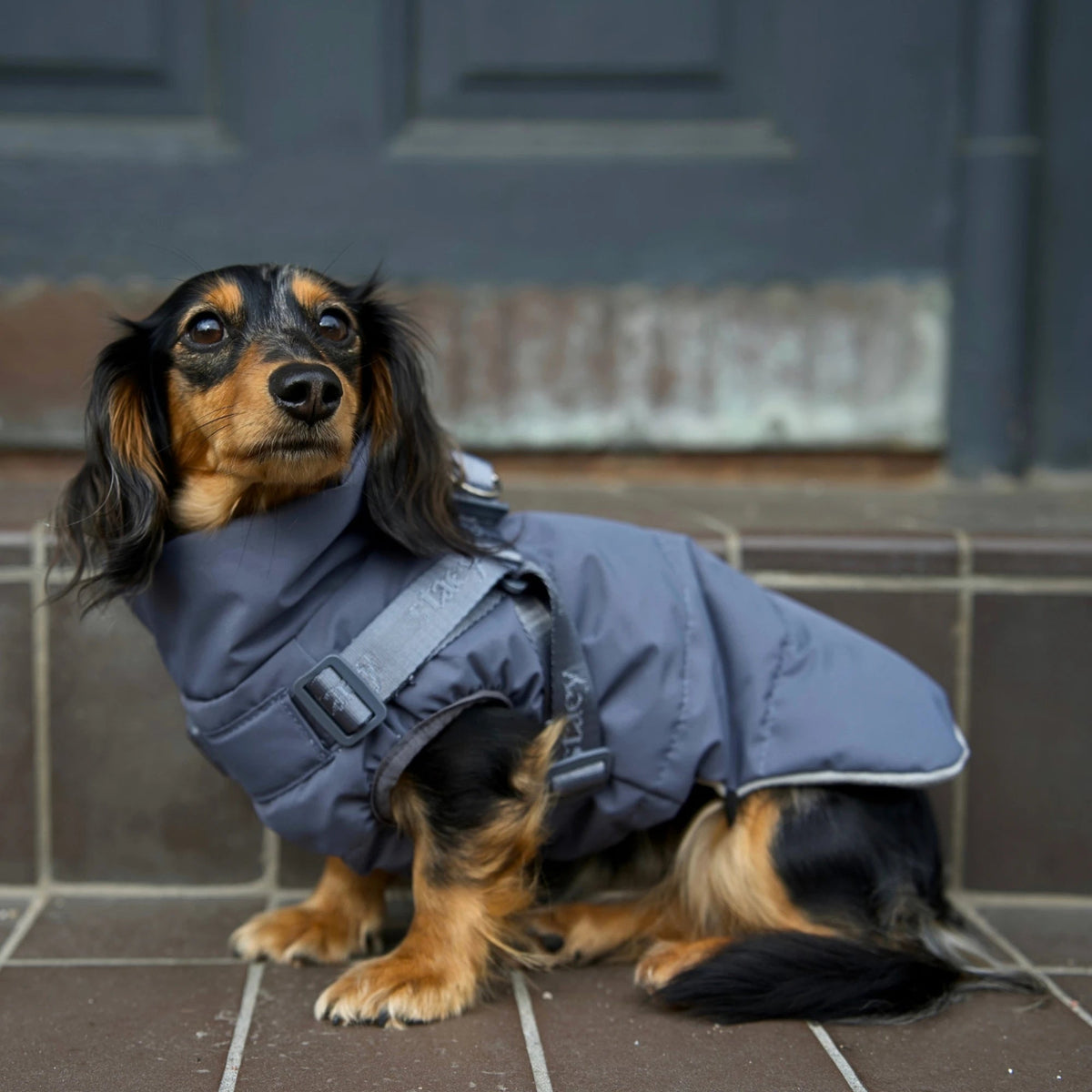 Dachshund sitting in the Vera dog coat